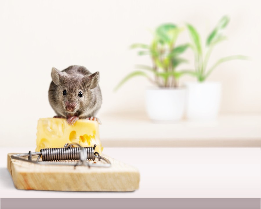 comment éloigner les souris de la maison