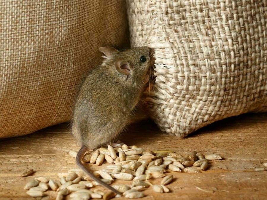 comment éloigner souris