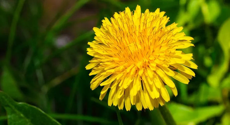 comment enlever detruire mauvaises herbes a fleurs jaunes 