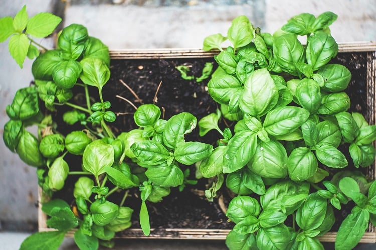 how do you care for basil in pot?