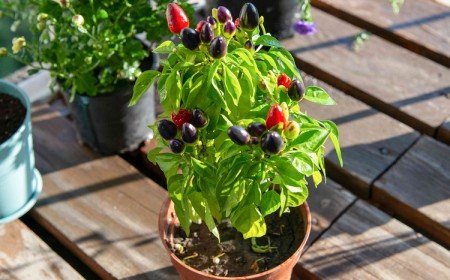 comment entretenir le mini potager sur le balcon pour avoir plein de légumes pendant la saison