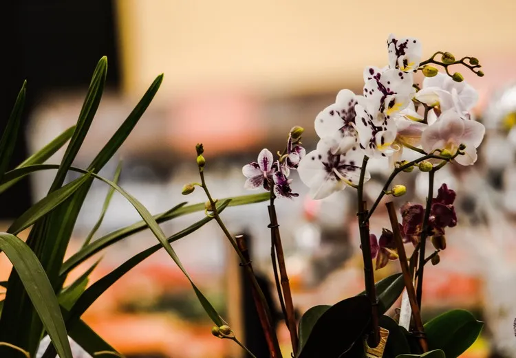 comment entretenir une orchidée en pot avec des pommes de terre engrais orchidée maison
