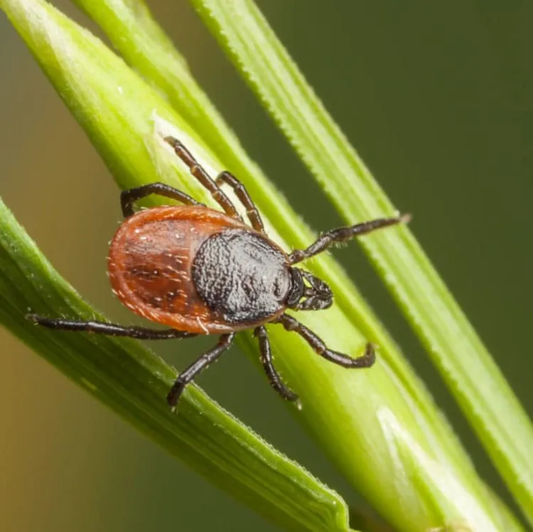 comment éradiquer les tiques dans le jardin sans pesticides 2022