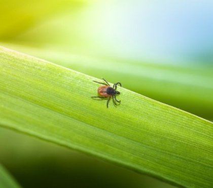 comment éradiquer les tiques du jardin sans pesticides 5 solutions