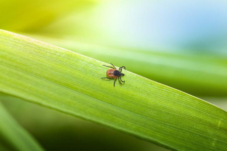 comment éradiquer les tiques du jardin sans pesticides 5 solutions