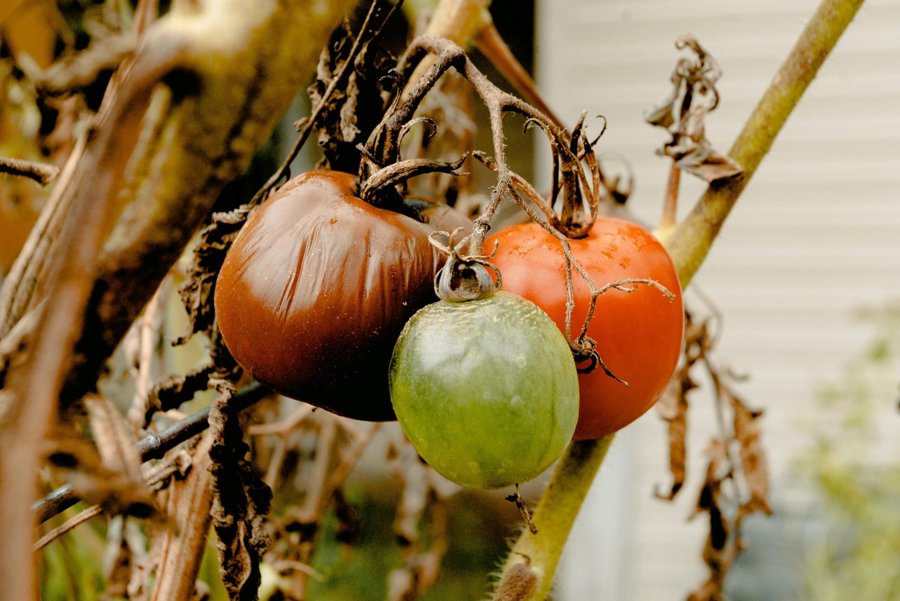 comment éviter la pourriture des tomates