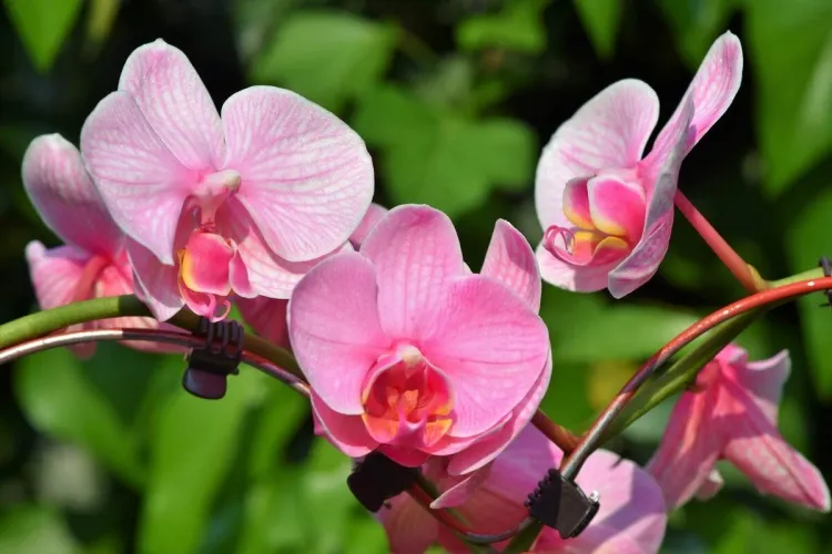 comment faire refleurir les orchidées