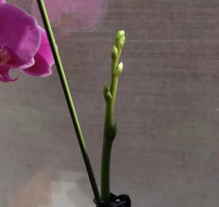 comment faire refleurir une orchidée en pot