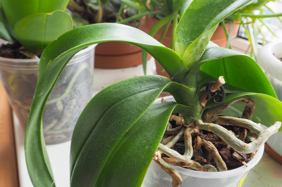 comment faire refleurir une orchidée naturellement