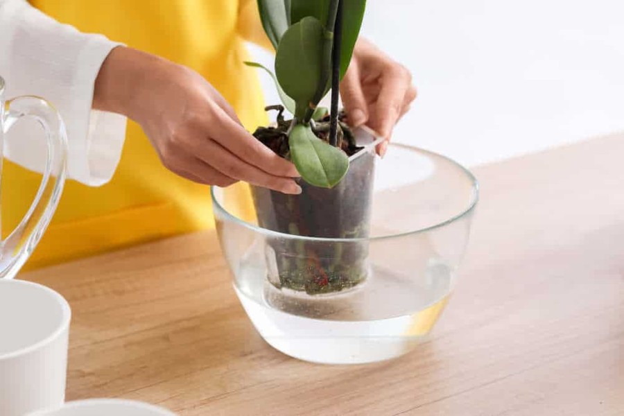 comment faire refleurir une orchidée