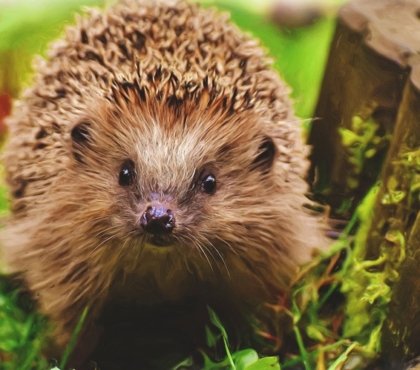 comment faire venir un hérisson dans son jardin