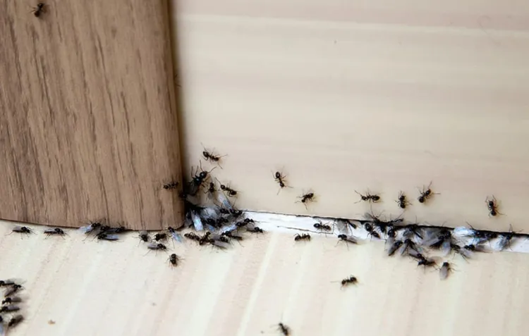 comment nettoyer sa maison avec du gros sel invasion fourmis maison éloigner