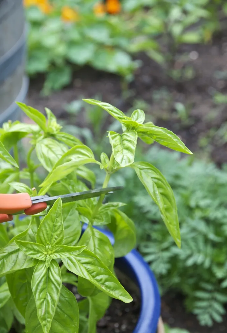 how to plant basil outdoors