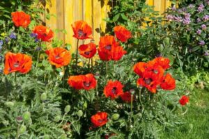 comment planter les coquelicots dans le jardin arroser zone régulièrement période sécheresse
