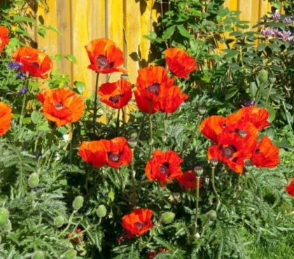 comment planter les coquelicots dans le jardin arroser zone régulièrement période sécheresse