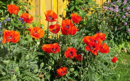 comment planter les coquelicots dans le jardin arroser zone régulièrement période sécheresse