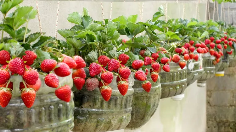 comment produire des fraises à la maison