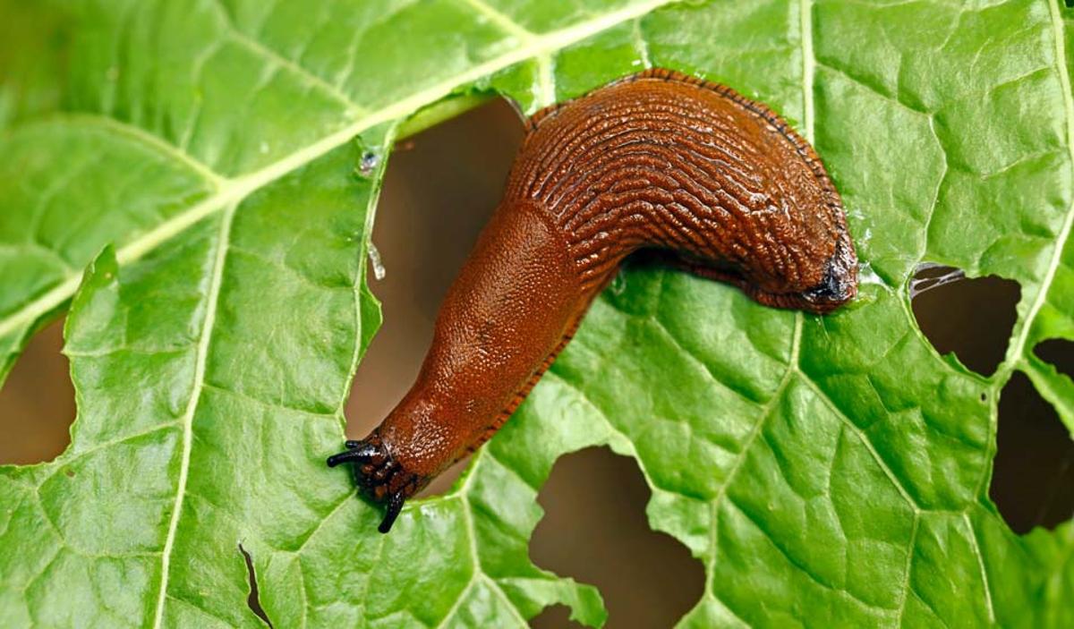 comment se débarrasser des limaces dans le jardin