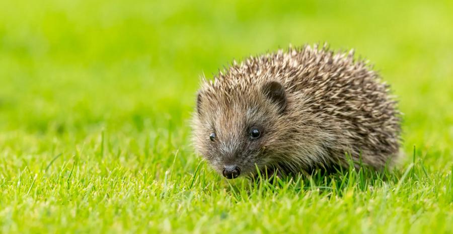 comment se débarrasser des limaces