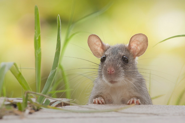 comment se debarrasser des souris naturellement