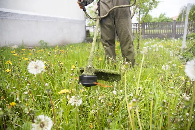 comment se débarrasser du chiendent gazon mauvaise herbe entretien de jardin