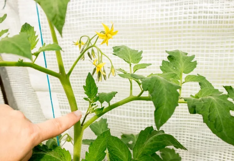 comment tailler les plants de tomates favoriser croissance