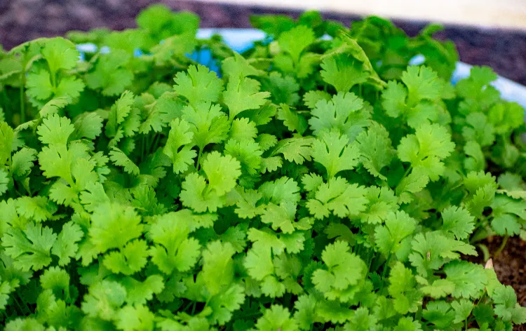 how to use coriander in cooking?