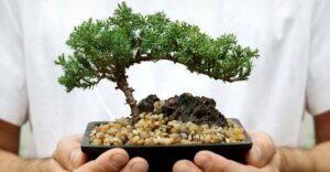 conseils entretien bonsaï intérieur extérieur prendre soin arbre nain comme pro