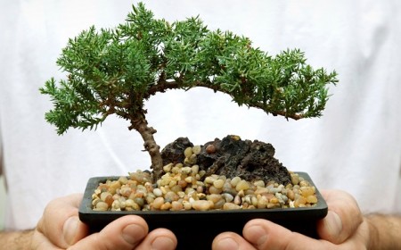 conseils entretien bonsaï intérieur extérieur prendre soin arbre nain comme pro