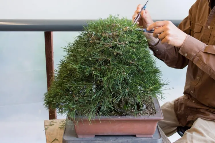 coupe entretien bonsai intérieur extérieur comment prendre soin arbre nain élagage