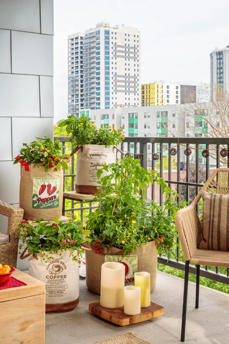 cultiver des poivrons dans un sac sur le balcon
