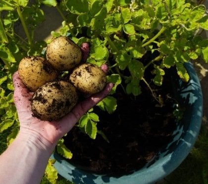 cultiver des pommes de terre balcon