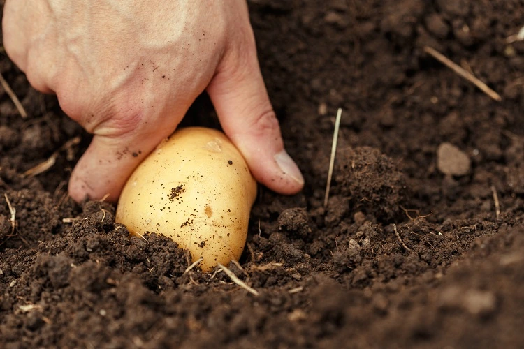 cultiver des pommes de terre en appartement