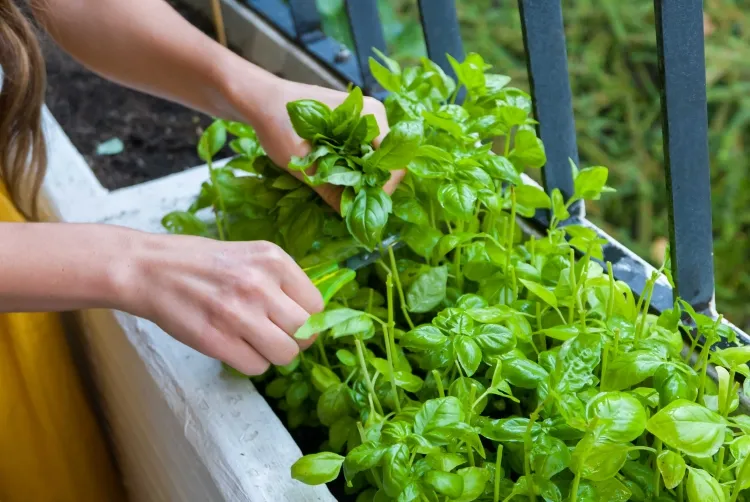 cultiver le basilic en jardinière au balcon