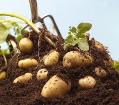 cultiver les pommes de terre attendre résultats satisfaisants plantation effectue dernière date gel