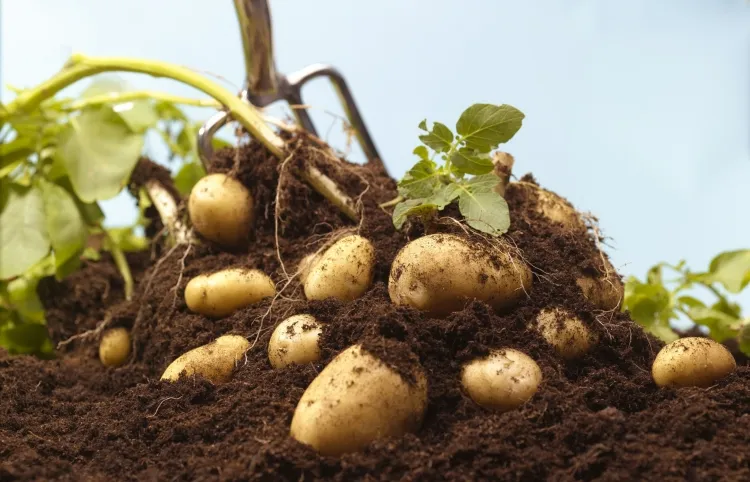 cultiver les pommes de terre attendre résultats satisfaisants plantation effectue dernière date gel