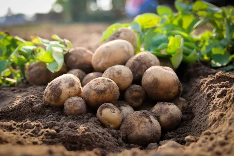 cultiver les pommes de terre différentes variétés différence rendement