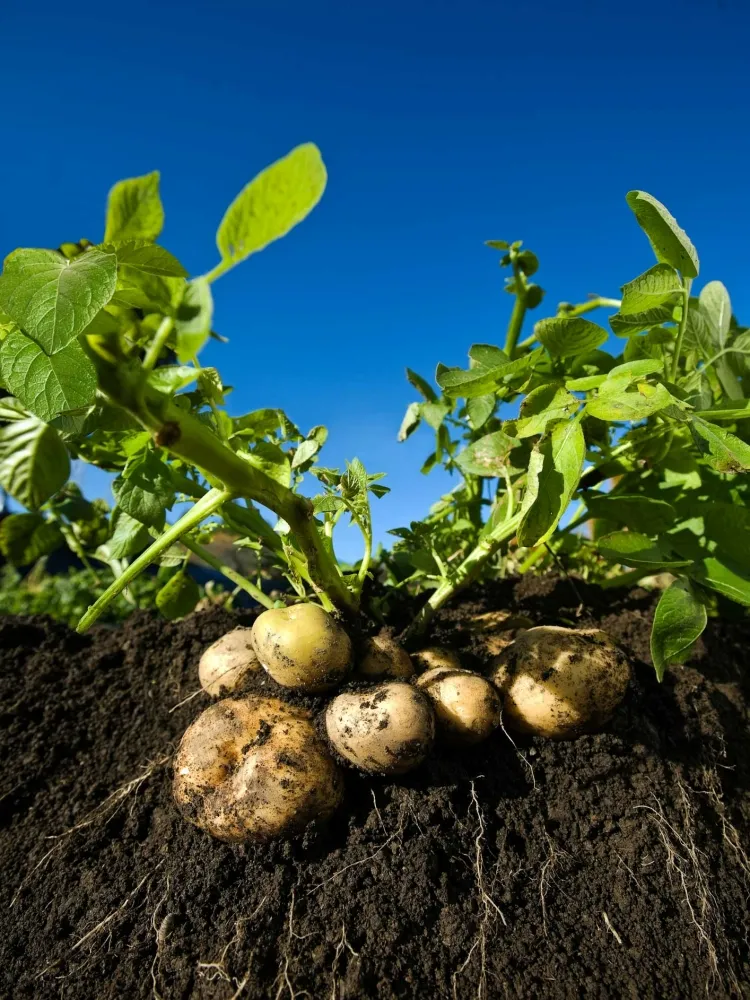 cultiver les pommes de terre planter entières coupées avoir œil chaque morceau
