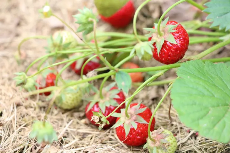 culture des fraises printemps 2022