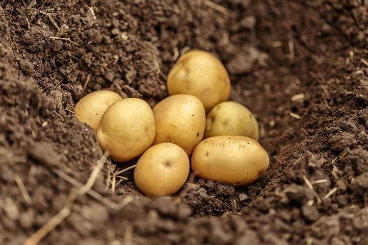 culture des pommes de terre