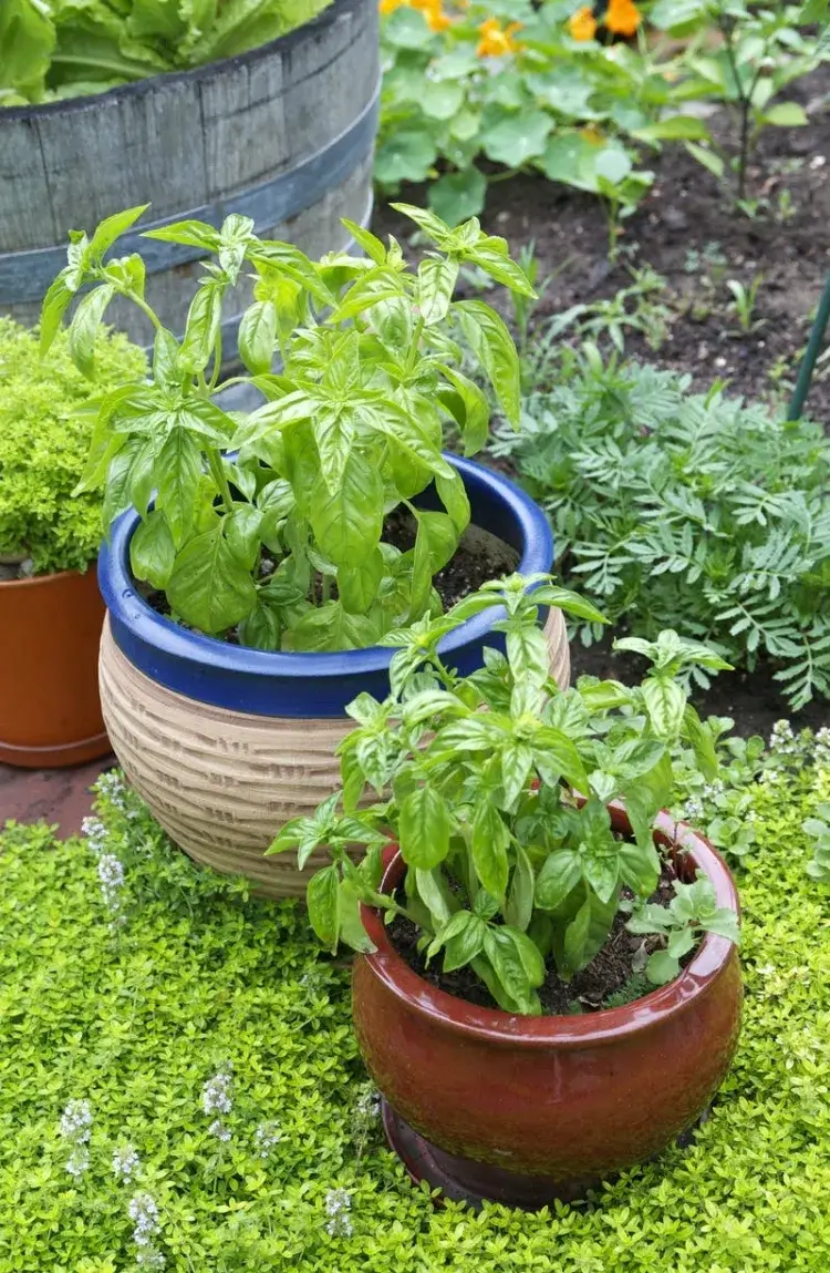 grow basil in pots