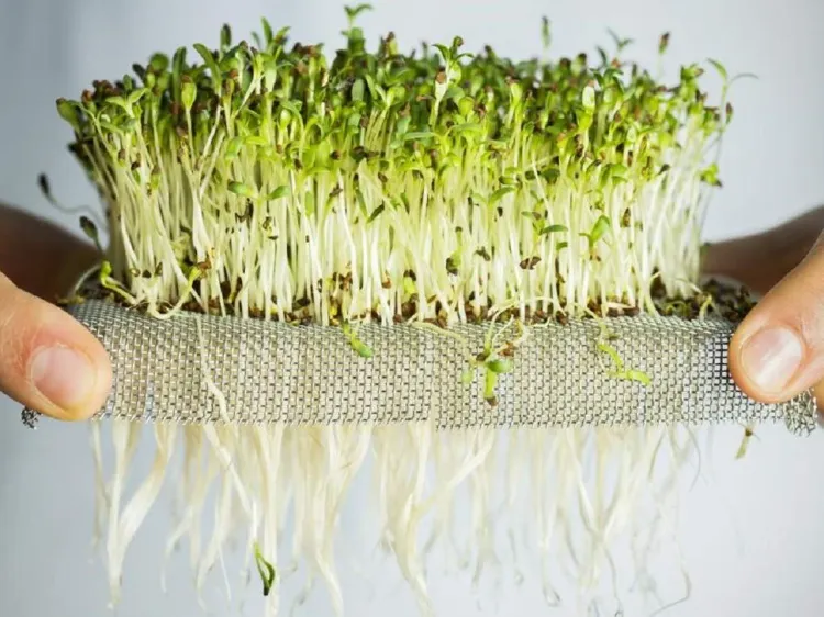 culture micro pousses jardiner à la maison comment faire pousser des micro pousses