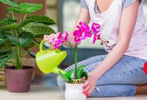 déclencher floraison orchidée