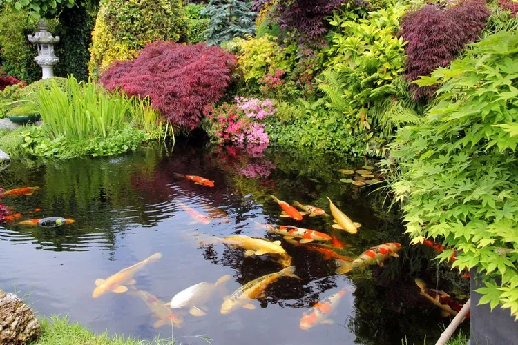 decoration bassin poisson exterieur koi aménagement jardin japonais