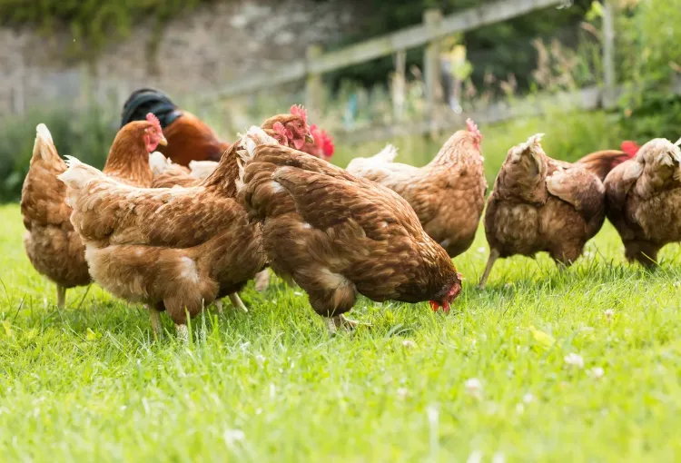 hens in the garden against ticks 2022 
