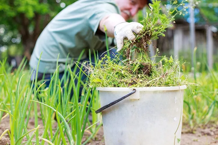 eliminer les mauvaises herbes du potager de la pelouse de maniere naturelle 