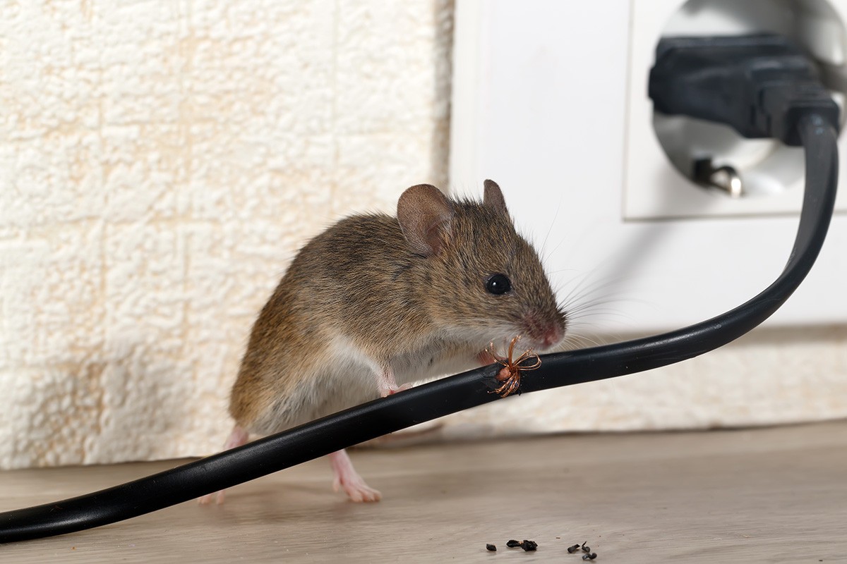 éloigner souris naturellement