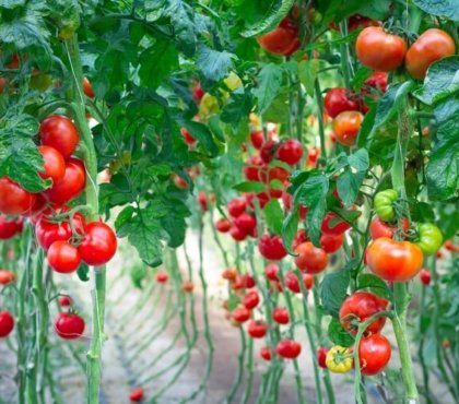 engrais naturel pour stimuler la croissance des tomates