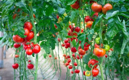 engrais naturel pour stimuler la croissance des tomates