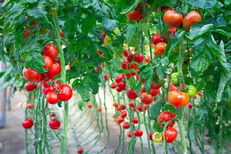 engrais naturel pour stimuler la croissance des tomates